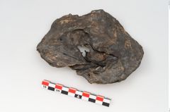 Foto von Rohhaut (NHMW-PRAE-125697)
